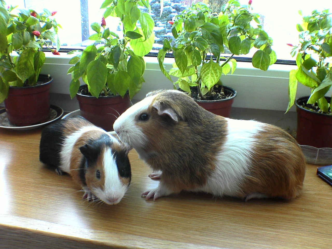 DSC00011.JPG